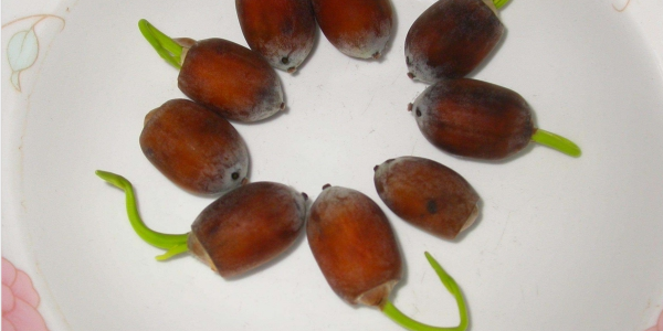 蓮子怎么種盆栽,蓮子怎么種植開花呢