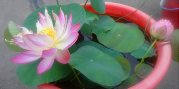 蓮子怎么種盆栽，蓮子怎么種植開花呢