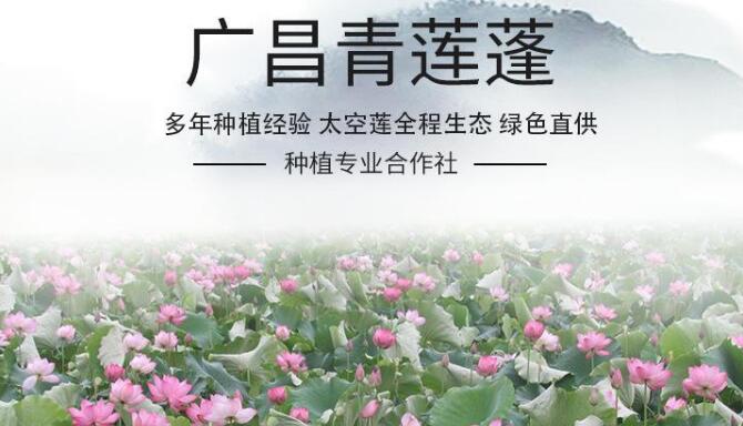 產(chǎn)蓮子的藕是什么品種，專產(chǎn)蓮子的品種有哪些
