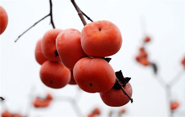 柿子和西紅柿是同類嗎，西紅柿跟柿子什么關(guān)系