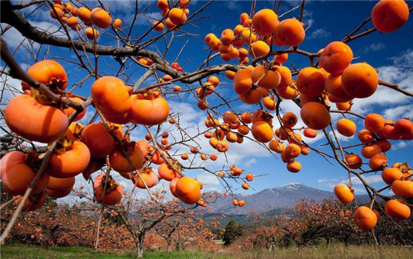 柿子和西紅柿是同類嗎，西紅柿跟柿子什么關(guān)系