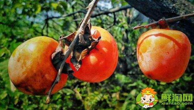 黃柿子和紅柿子有什么區別，南紅柿子黃與柿子紅的區別