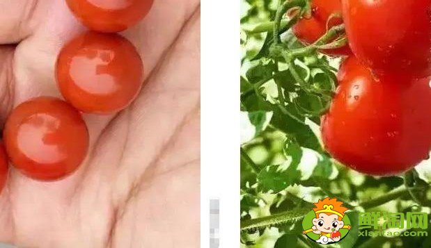 黃柿子和紅柿子有什么區別，南紅柿子黃與柿子紅的區別