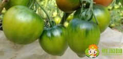 鐵柿子是轉基因食品嗎，鐵皮柿子為什么那么貴