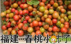 春桃圣女果是轉(zhuǎn)基因嗎，春桃和圣女果的區(qū)別