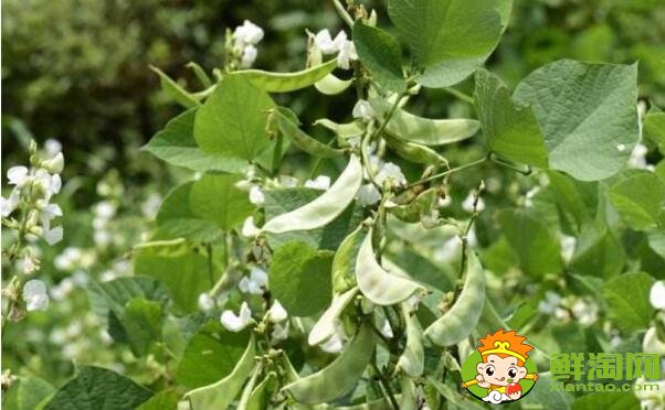 蕓豆是不是四季豆，白蕓豆和白扁豆的區(qū)別