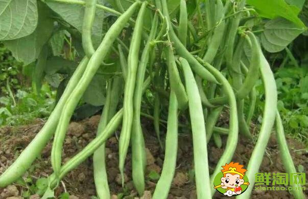 扁蕓豆什么時(shí)候種合適，秋蕓豆什么時(shí)候種合適