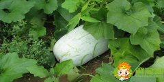冬瓜什么季節(jié)吃，冬瓜什么時候采摘