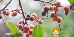 果子很小的柿子是什么品種，最小的