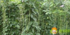 長(zhǎng)豆角怎么挑選，長(zhǎng)豆角怎么區(qū)分老的和嫩的