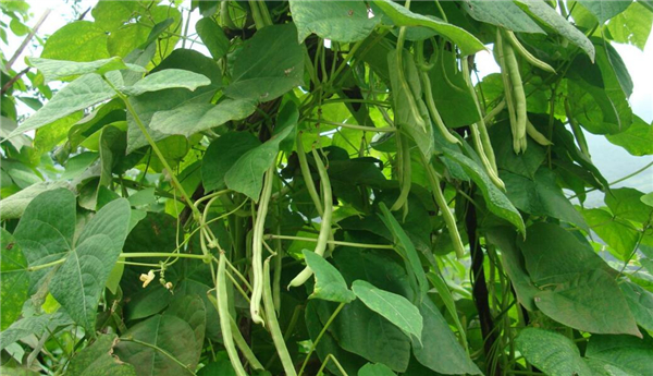 四季豆是什么時候種的，四季豆什么時候種最好
