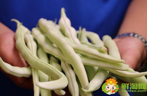 白不老豆角幾月份種,白不老豆角是否打尖