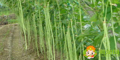 豆角是什么樣子的，豆角開的花是什么樣子的