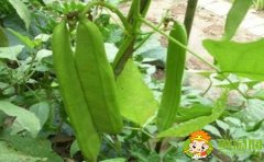 四季豆和蛇豆一樣嗎，蛇豆和四季豆的區別
