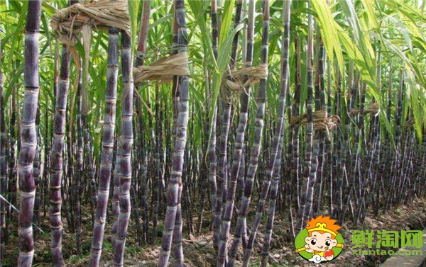 安徽適合種植甘蔗嗎,安徽甘蔗什么時候成熟