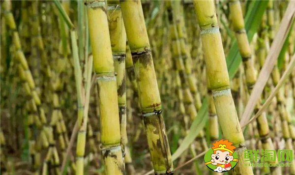 安徽適合種植甘蔗嗎，安徽甘蔗什么時候成熟