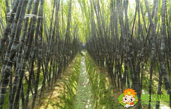 安徽適合種植甘蔗嗎,安徽甘蔗什么時候成熟
