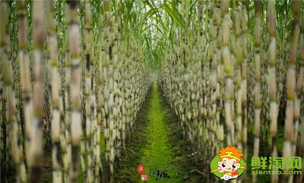 四川甘蔗什么時候成熟,四川甘蔗主產(chǎn)區(qū)