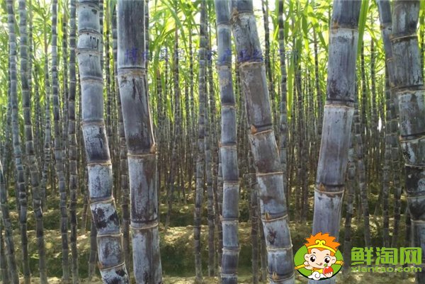 四川甘蔗什么時候成熟,四川甘蔗主產(chǎn)區(qū)