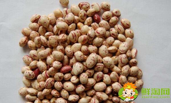 蕓豆長什么樣，蕓豆品種圖片大全