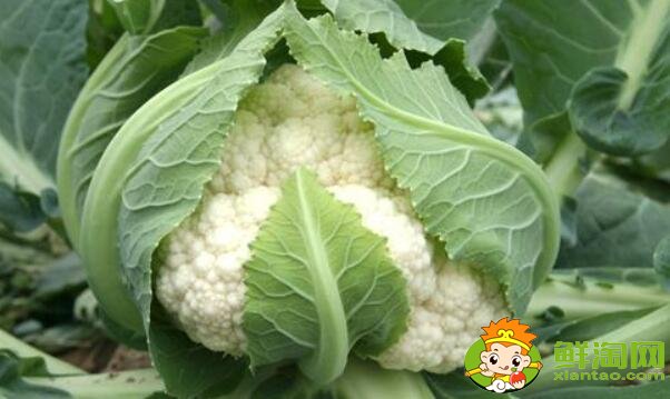花椰菜就是北方的菜花嗎，花椰菜什么品種好