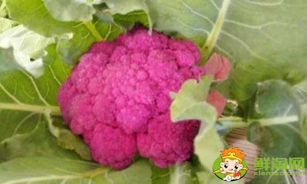 花椰菜就是北方的菜花嗎，花椰菜什么品種好