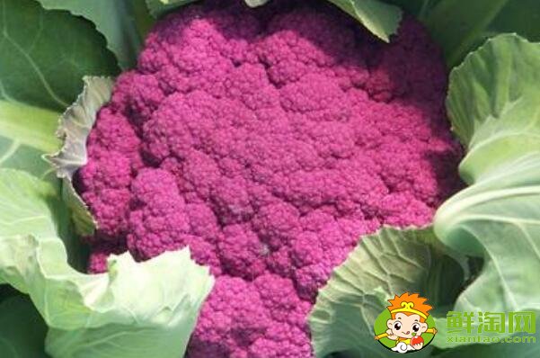 菜花有幾種圖片和名字，菜花的生長期是多少天