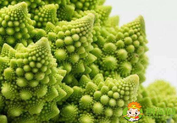 菜花有幾種圖片和名字，菜花的生長期是多少天