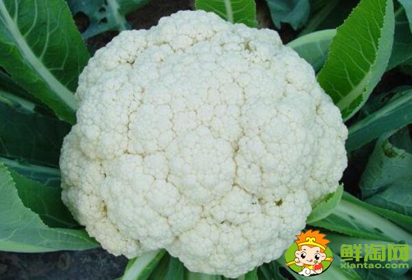 菜花有幾種圖片和名字，菜花的生長期是多少天