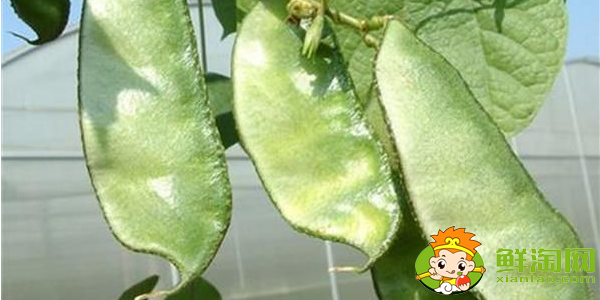 有點像刀豆的是什么豆，比刀豆寬的是什么菜