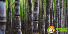 云南甘蔗什么時候成熟，云南甘蔗什么時候上市