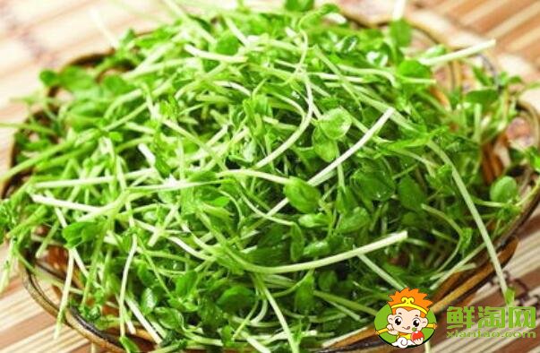青菜有多少種，青菜有蛋白質嗎
