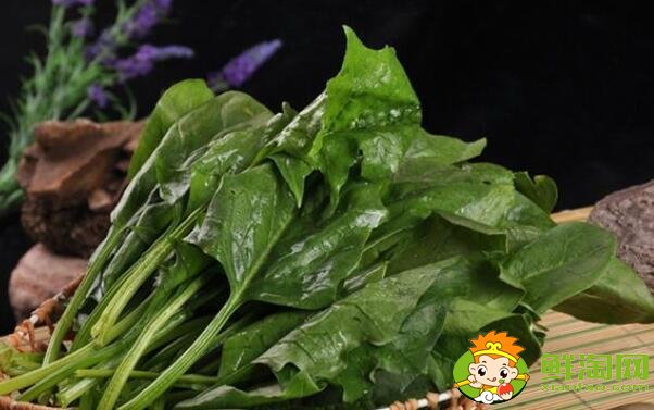 什么月份吃菠菜，菠菜一年能種幾次