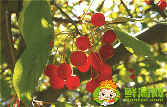 垂絲海棠果實什么時候成熟,垂絲海棠果實功效