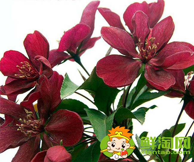 什么品種的北美海棠好看,北美海棠品種介紹圖片