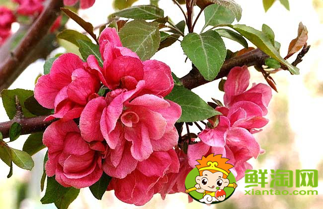 什么品種的北美海棠好看，北美海棠品種介紹圖片