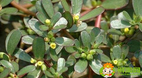 馬齒覓和馬齒莧一樣嗎，馬齒莧紅色好還是綠色好