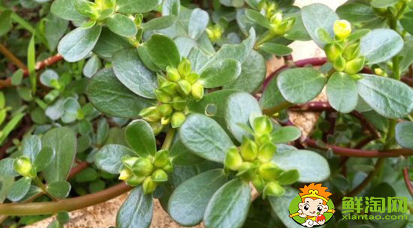 馬齒覓和馬齒莧一樣嗎，馬齒莧紅色好還是綠色好