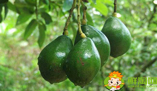 牛油果怎么吃好吃，牛油果的營養價值