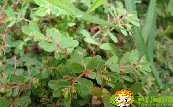 馬齒莧和地錦草的區(qū)別，假馬齒莧別名叫什么