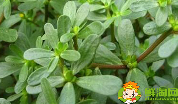 馬齒莧和地錦草的區(qū)別,假馬齒莧別名叫什么