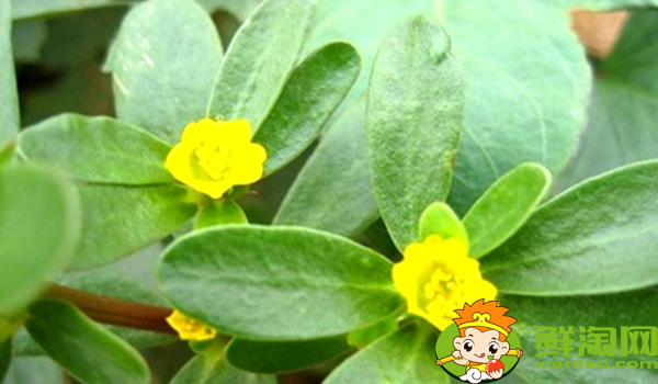馬齒莧和地錦草的區(qū)別,假馬齒莧別名叫什么