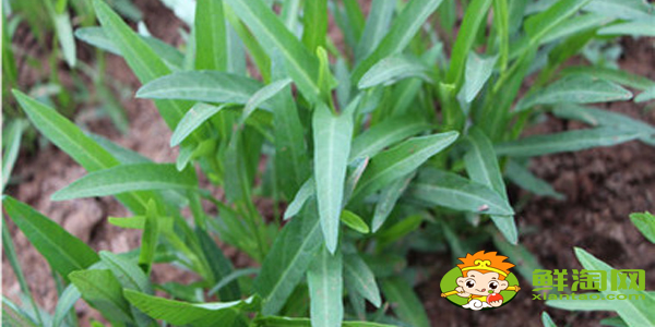 柳葉空心菜好還是大葉空心菜好,柳葉空心菜種子怎么種