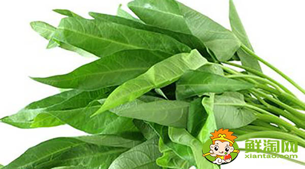 蕹菜又名什么,水雍菜和空心菜的區別