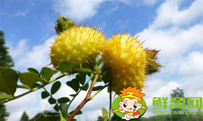 刺梨怎么去籽，刺梨籽可以使用嗎