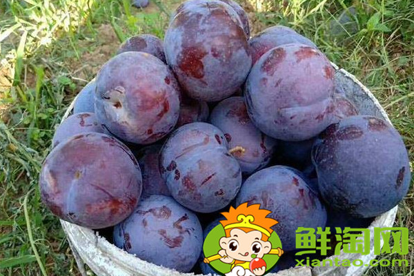 陜西黑布李味道如何，陜西黑布林和四川黑布林的區別