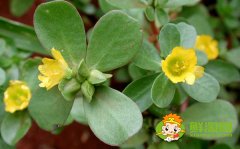 馬齒莧開什么顏色的花，馬齒莧圖片大全
