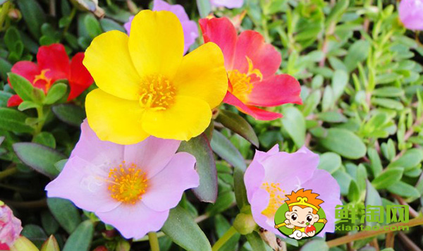 馬齒莧開什么顏色的花，馬齒莧圖片大全