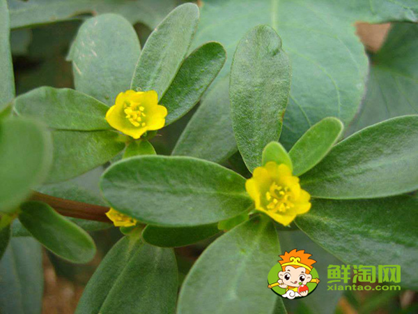 馬齒莧開什么顏色的花，馬齒莧圖片大全
