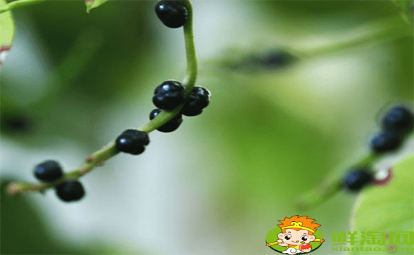 木耳菜的籽可以吃嗎,木耳菜的紫色籽能吃嗎